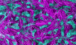 The image shows a 2D model of neuromuscular junctions. A special fluorescence technique makes the structures visible in magenta and cyan. The tissue looks like many interwoven threads.