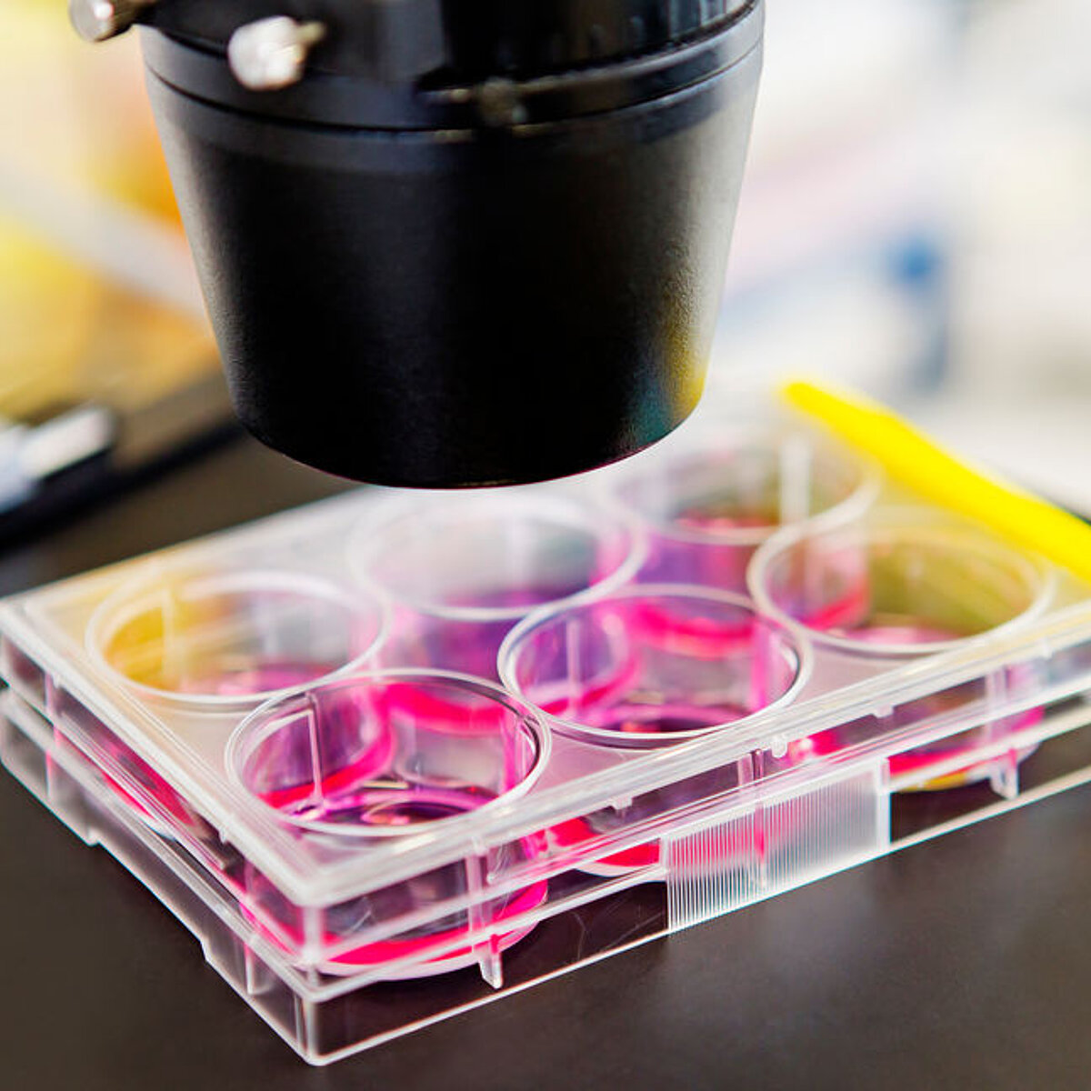 The image shows a lateral view of a research sample in Petri dish under the microscope. 