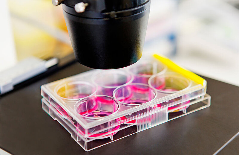 The image shows a lateral view of a research sample in Petri dish under the microscope. 