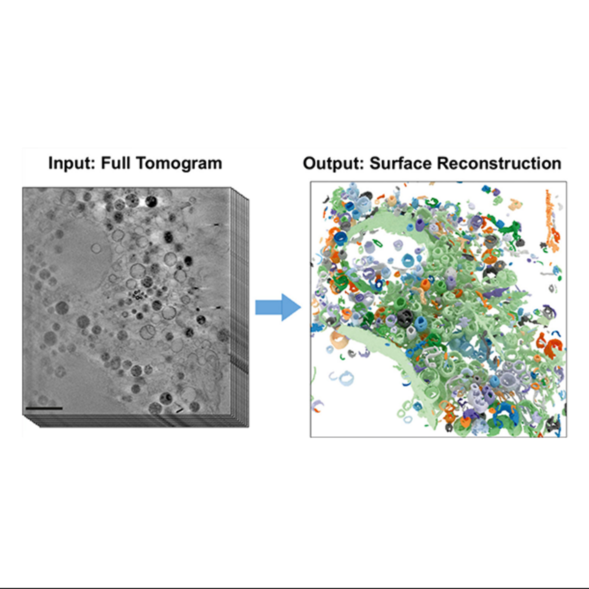 The figures show part of a frozen mammalian cell. On the left is a section from the 3D X-ray tomogram (scale: 2 μm). The right figure shows the reconstructed cell volume after applying the new algorithm.